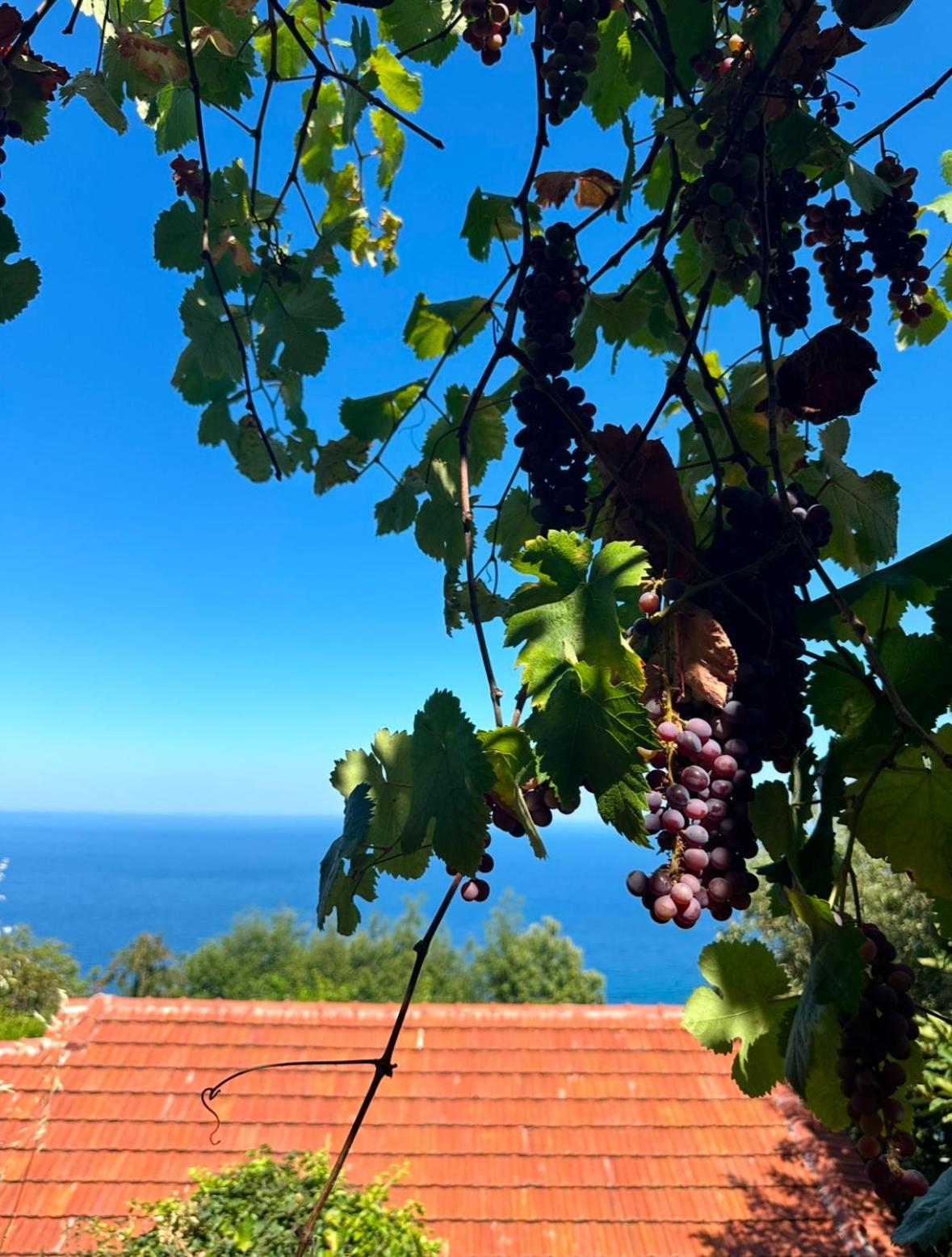Om Living Pelion Διαμέρισμα Áyios Dhimítrios Εξωτερικό φωτογραφία